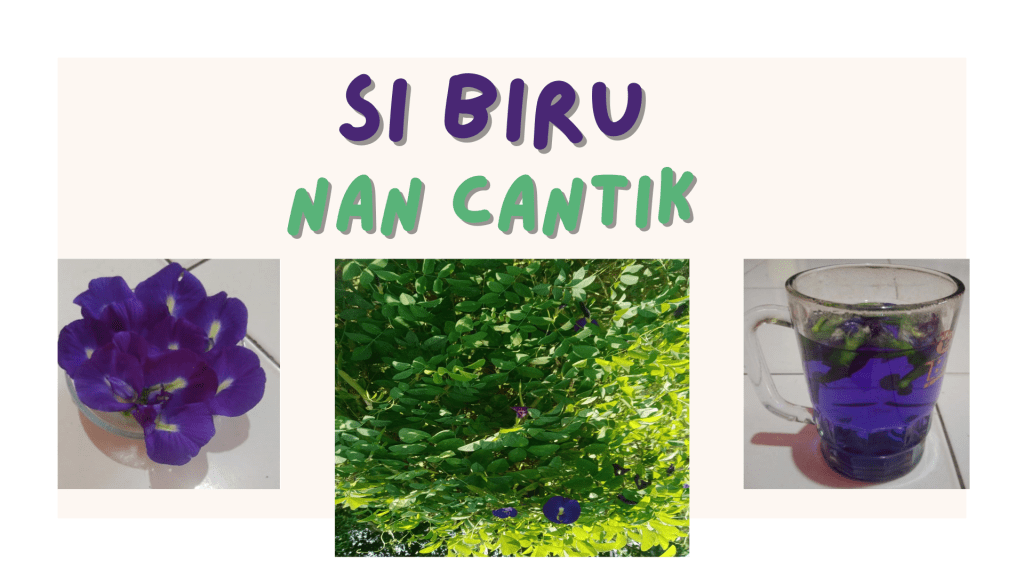 Bunga Telang, Si Biru Nan Cantik yang Banyak&nbsp;Manfaat