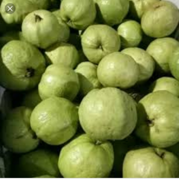 Memanen Jambu Kristal